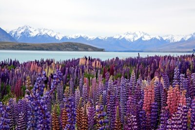 Lake Tekapo