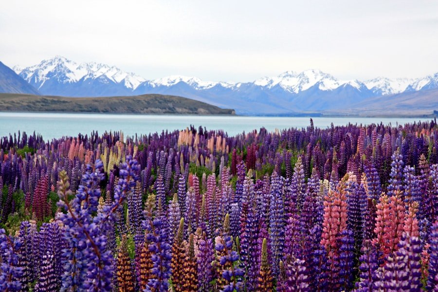 Lupins along the shore of Lake Tekapo at dusk